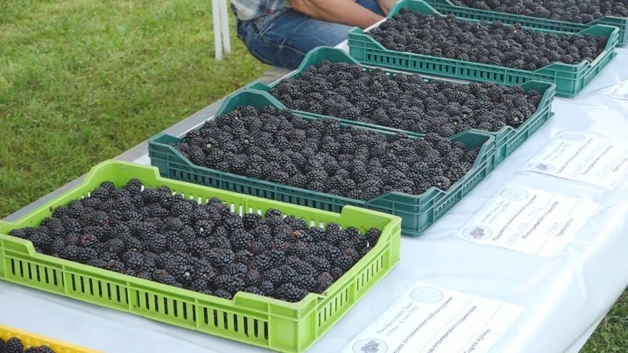 Kupina - 200 dinara za kilogram