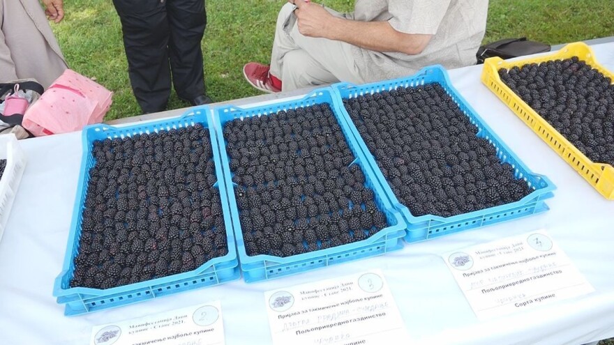 Voćari zadovoljni ovogodišnjom otkupnom cenom kupine, ali i kvalitetom roda