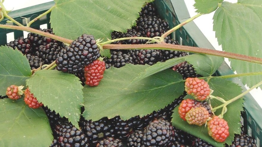 Da li su otkupljivači oborili cenu kupine dogovorom?