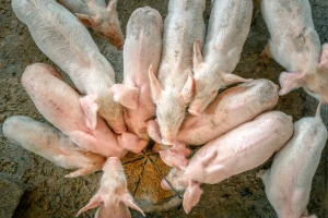 Dobili ste potporu zbog afričke svinjske kuge? Sada morate dokazati repopulaciju