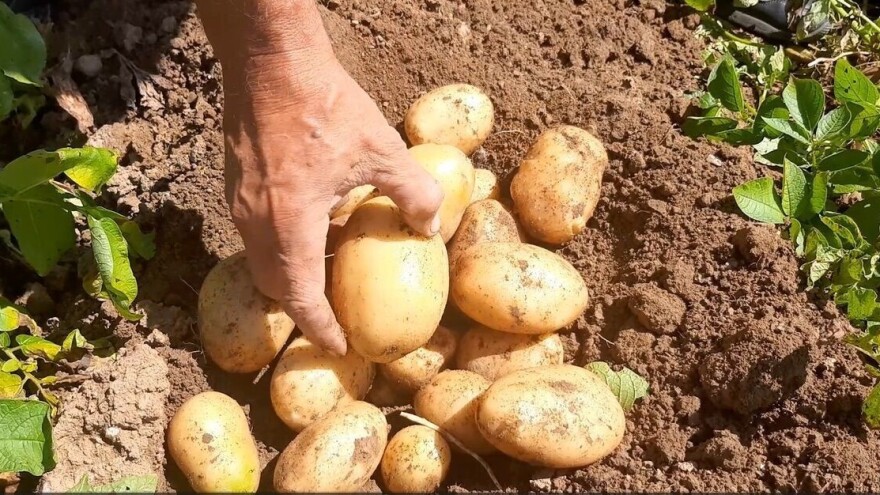 Obilježavamo Svjetski dan krumpira - oblikovanje povijesti, hranjenje budućnosti