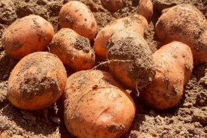Koju sortu krompira najviše biraju kupci?