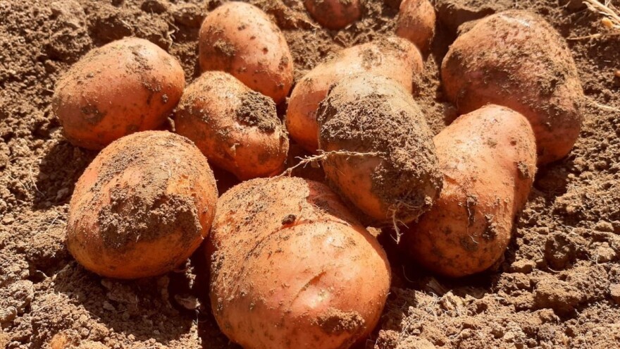 Koju sortu krompira najviše biraju kupci?