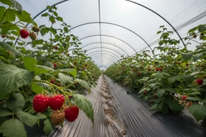 Dobra poljoprivredna praksa u plastenicima