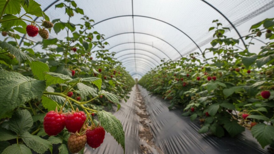 Dobra poljoprivredna praksa u plastenicima