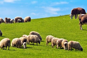 Dobra vijest za stočare: Hrvatska proglašena slobodnom od tri vrste bolesti goveda, ovaca i koza