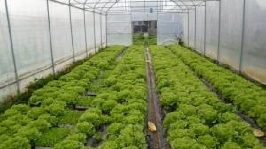 Plastenički plodovi Panonije