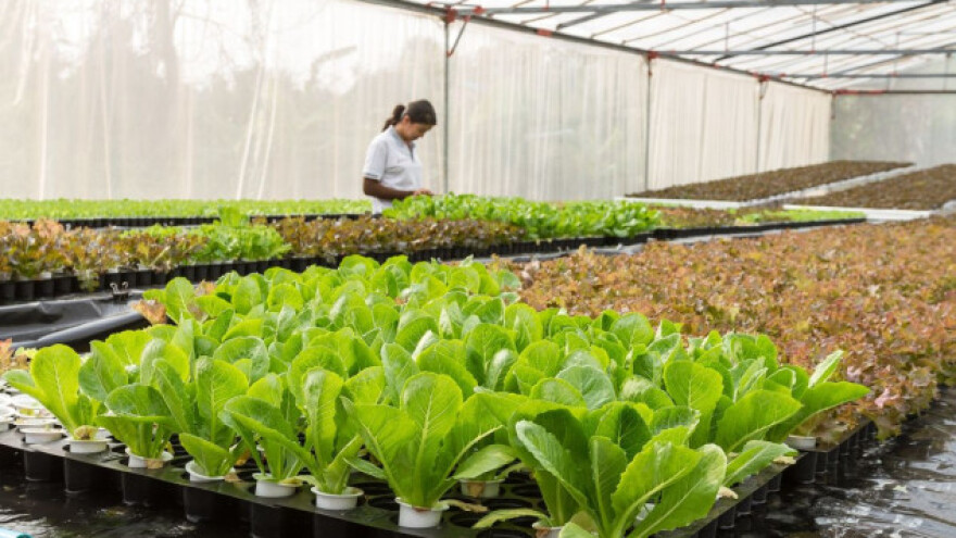 Kako različite biljke funkcionišu skupa?