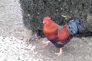 Dobri pijetao: Kako je od Kukana postao pravi Dobrica?