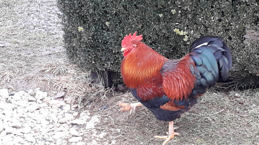 Dobri pijetao: Kako je od Kukana postao pravi Dobrica?