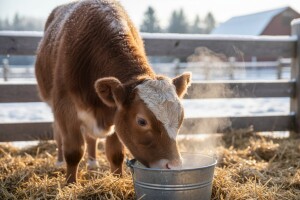 Dobro opskrbljena telad zimi ima manje problema