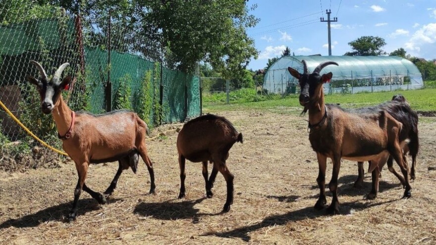 Isplata potpora kroz Mjeru 14: Definirano je 60 nadstandarda za dobrobit životinja