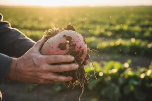 Dodjeljena Zlatna repa 2012. najboljim proizvođačima