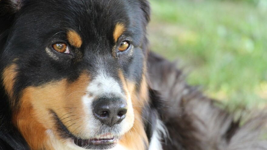 Dominacija psa: Ko je kriv pas ili vlasnik?