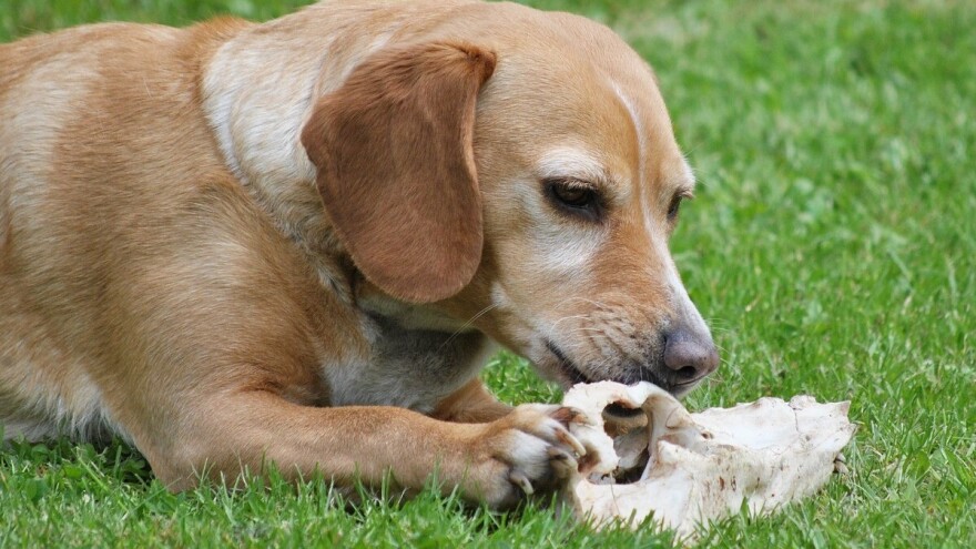 Oguljene i bačene glave životinja u središtu Tuzle