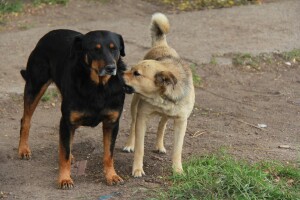 Besplatno steriliziraju i kastriraju i pse lutalice