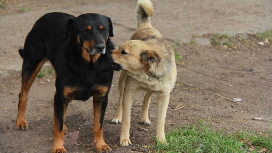 Besplatno steriliziraju i kastriraju i pse lutalice