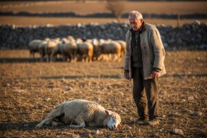 Dok vukovi kolju, stočari propadaju
