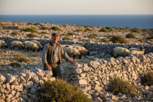 Dokazali da je istina kad se kaže: svaka paška ovca mala je banka