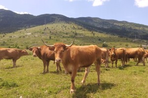 Avgust će biti hladniji od prosjeka, ali sunca neće faliti