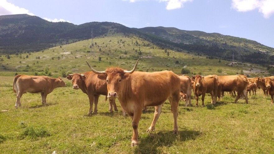 Avgust će biti hladniji od prosjeka, ali sunca neće faliti