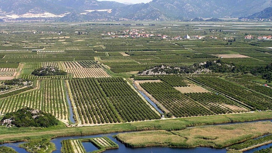 Predviđa se slabiji urod dinja i mandarina?