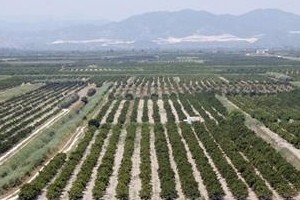 Nasadi mandarina dobivaju nove vlasnike