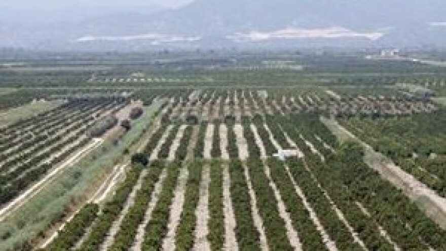 Nasadi mandarina dobivaju nove vlasnike