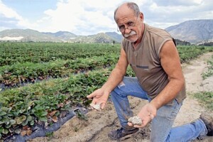 Sol polako prodire u dolinu Neretve i polja pretvara u slanu pustinju