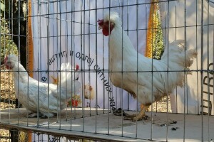Međunarodni sajam peradarstva u Somboru od 4. do 6. februara, stižu i gosti iz BiH