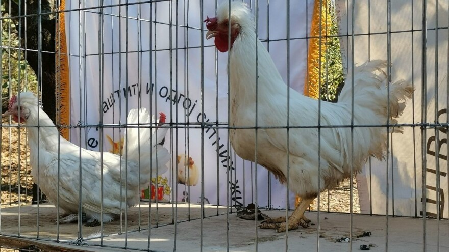 Međunarodni sajam peradarstva u Somboru od 4. do 6. februara, stižu i gosti iz BiH
