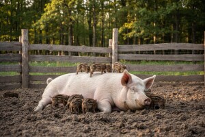 Domaća krmača oprasila 10 divljih praščića!