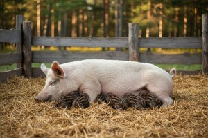 Domaća krmača oprasila 10 divljih praščića!