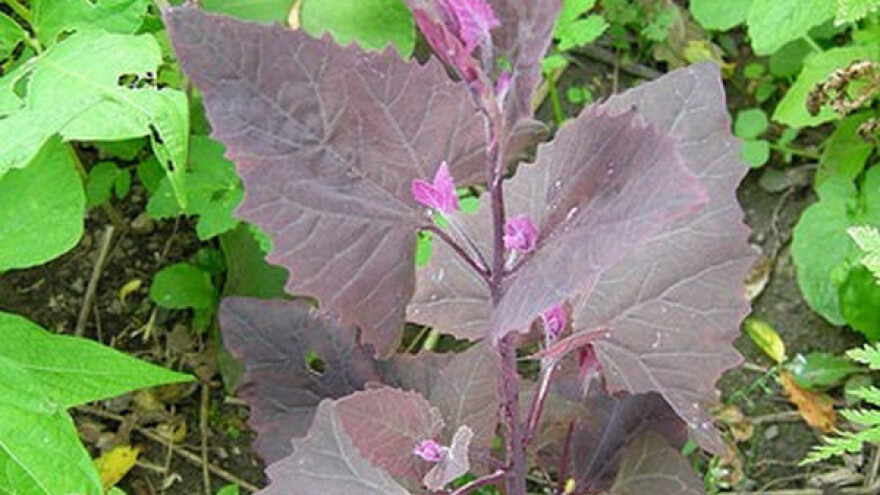 Vrijeme je za sjetvu! Loboda = planinski špinat!