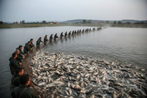 Domaća potrošnja ribe mala - većinu pojede izvoz
