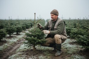 Domaća slavonska božićna drvca OPG-a Mikulić