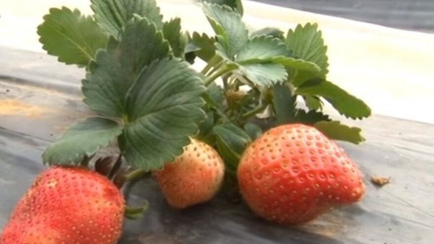 Domaće jagode već dospele - cena nepristupačna