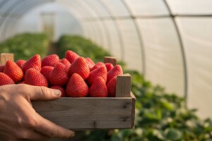 Domaće jagode tražene uprkos ceni