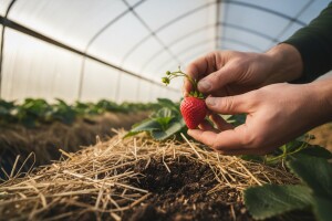 Domaće jagode već dospele - cena nepristupačna
