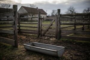 Domaće se gasi - uvoz odojaka dosegao 50 posto