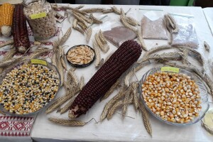 Udruge protiv Zakona: Ne može se sve farmersko sjeme svrstati pod 'tavanušu'