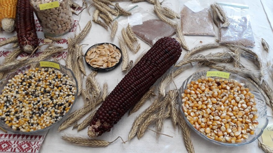 Udruge protiv Zakona: Ne može se sve farmersko sjeme svrstati pod 'tavanušu'