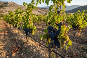 Domaće sorte za dobar uspjeh