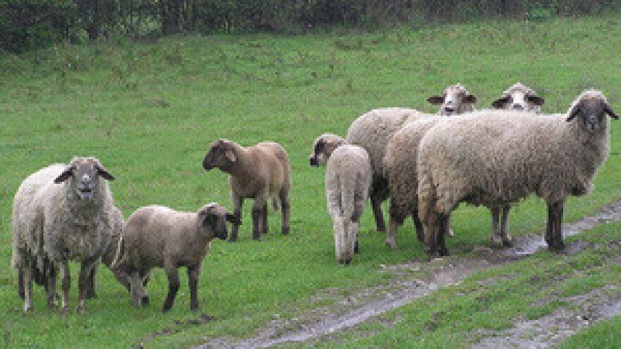 BICRO: brži i jeftiniji uzgoj domaćih životinja