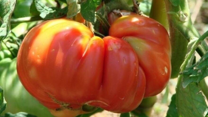 Uz malu proizvodnju do dopune kućnog budžeta