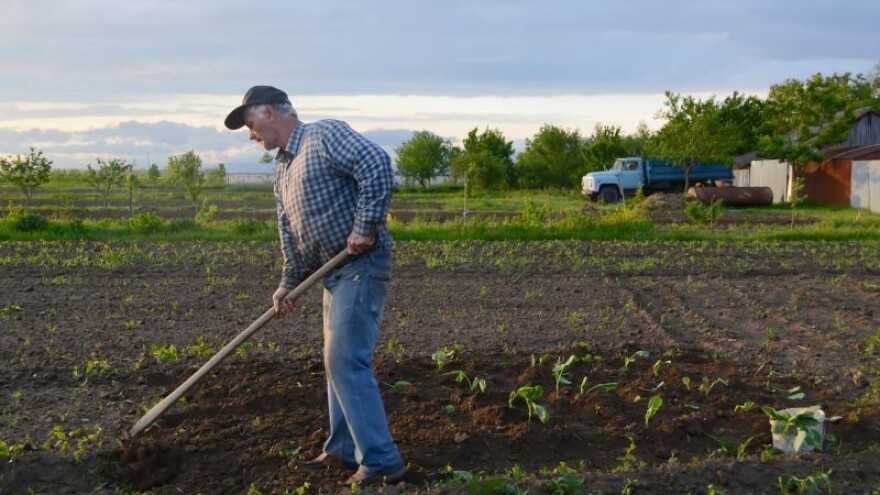 Dramatičan slom domaćeg tržišta povrća i voća