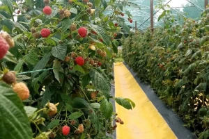 Malina, kupina i paprika - proizvodnja Vlada Krstonića po propisima