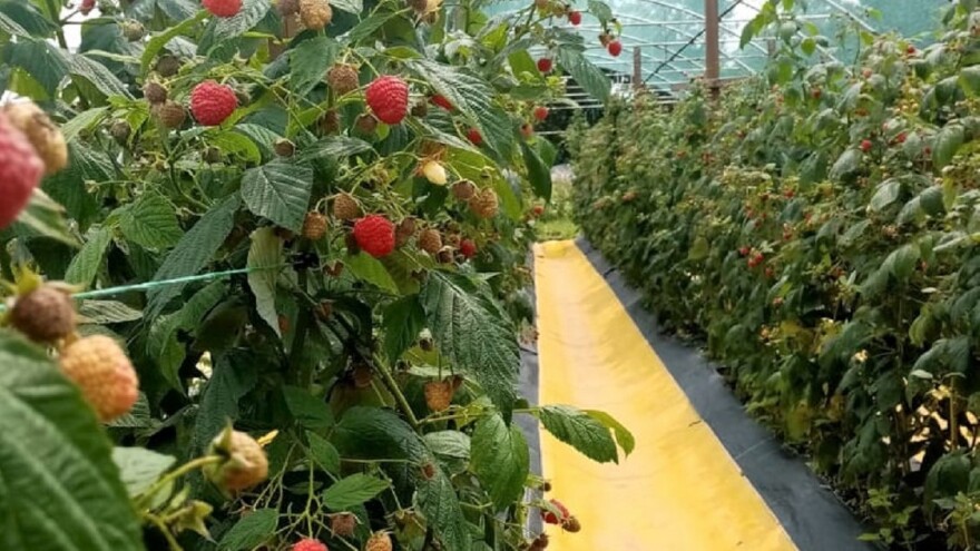 Malina, kupina i paprika - proizvodnja Vlada Krstonića po propisima