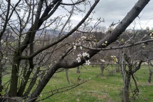 Sutra zahlađenje sa kišom, povoljni uslovi za razvoj infekcija na voću