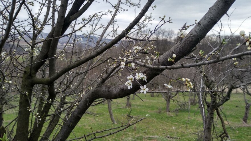 Sutra zahlađenje sa kišom, povoljni uslovi za razvoj infekcija na voću